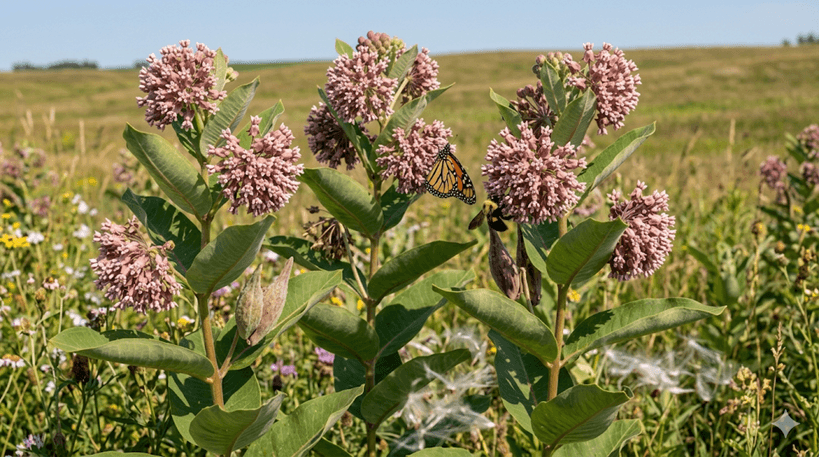 Common Milkweed
